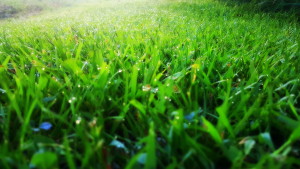 close up view of grass with dew