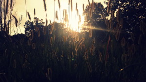 sun shining behind red fox grass in field