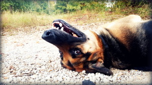 close up of face of german shepard dog lying upside down on gravel