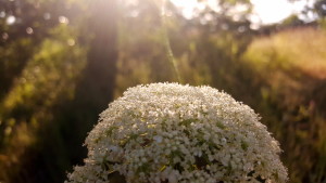 sunlight streaming through trees behind white flower called "Queen Anne's Lace"